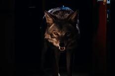 Скриншот из фильма